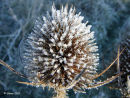 Frosty thistle