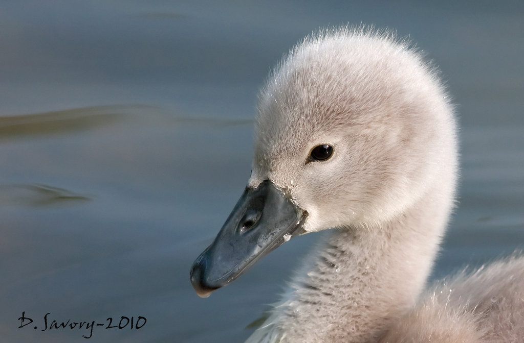 Article text