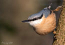 Nuthatch