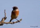Stonechat