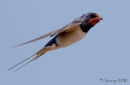 Swallow in flight