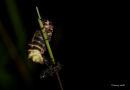 A Glow-worm just after she has emerged!