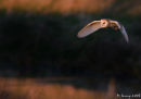 Barn Owl 
