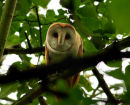 Barn owl