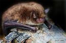 Myotis daubentonii - Daubenton's Bat