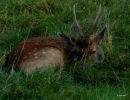 Fallow deer