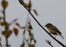 Willow warbler