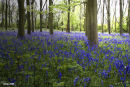 Bluebell wood