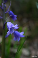 Bluebell