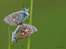 Chalk hill blues mating