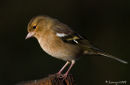 Chaffinch