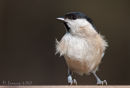 Marsh tit