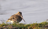 Snipe