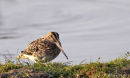 Snipe
