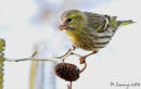 Siskin