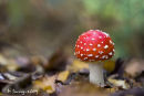 A fly agaric fungi