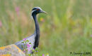 Crane