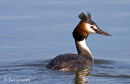 Great crested grebe