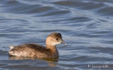 Dabchick