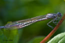 Damselfly