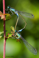 Two damselflies.