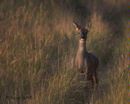 deer at sunrise