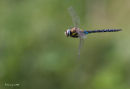 A dragonfly in flight