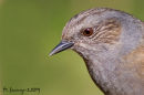 Dunnock