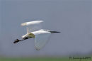 Little egret