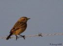Female stonechat