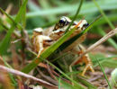 A Frog