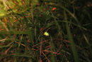 Glowworm
