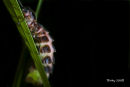 How and where to spot them!