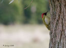 Green woodpecker
