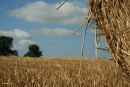 Hay