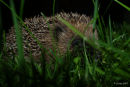 hedgehog