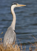 A Heron