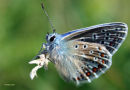 Chalk hill blue (Lysandra coridon)