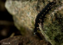 Glow-worm Larva