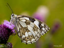 Marbled white butterfly