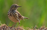 Medow Pipit