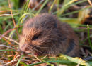 Baby water vole