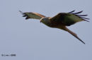 Redkite