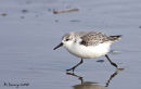 Sandling