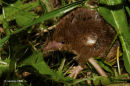 A shrew