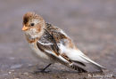 Snow bunting