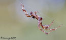 A spider on a web thread