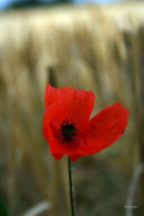 Poppy