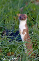 Stoat