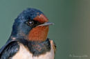 swallow portrait